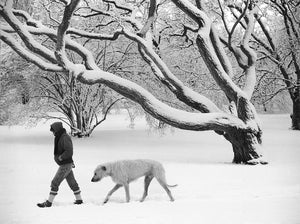 WINTER IN THE ARNOLD ARBORETUM