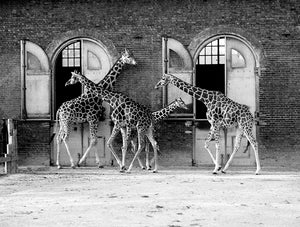 GIRAFFES