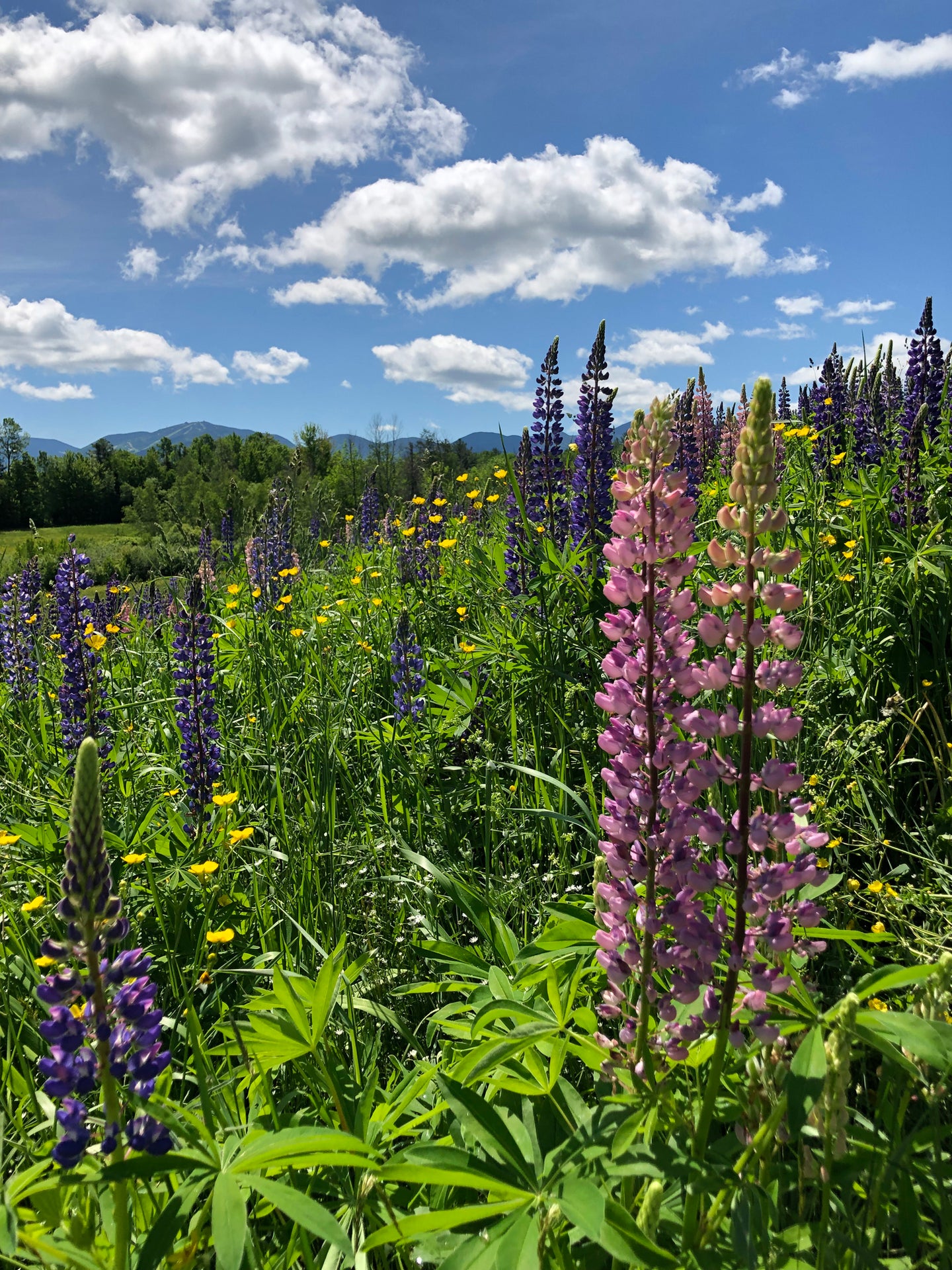LUPINES IN SUGAR HILL 2