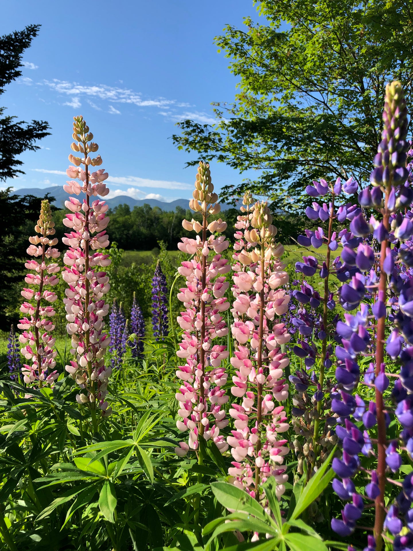 LUPINES IN SUGAR HILL 1