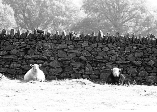 SHEEP IN THE LAKE DISTRICT